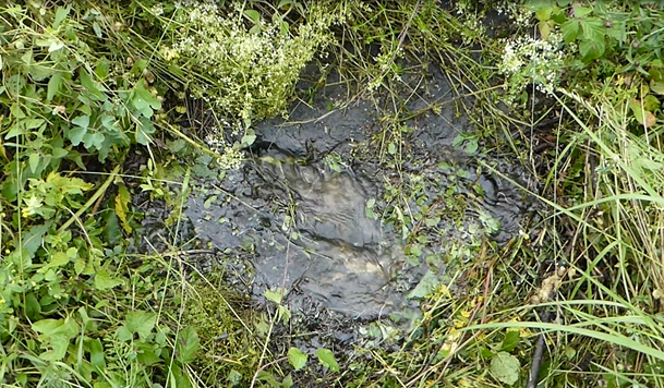 img-https://rheinregulierung.vitamin2.digital/media/pages/service/news-overview/fuer-den-hochwasserschutz-im-fruehjahr-wird-gemaeht/fb5214db5a-1741016868/bild_wasseraustrittsstelle.png