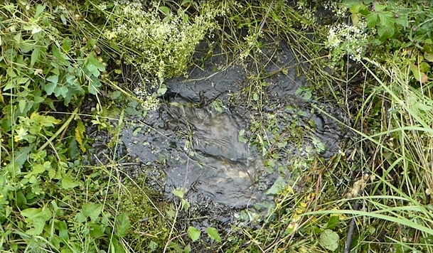 img-https://rheinregulierung.vitamin2.digital/media/pages/service/news-overview/fuer-den-hochwasserschutz-maeharbeiten-am-rheindamm/d3f1fcd3aa-1741016803/bild_wasseraustrittsstelle.jpg