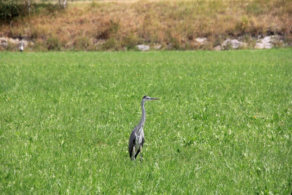img-https://rheinregulierung.vitamin2.digital/media/pages/service/news-overview/zaehlung-fauna-und-flora-projekt-rhesi-irr/59d82a9bfb-1741016848/naturraum_gaissau_20130813.jpg
